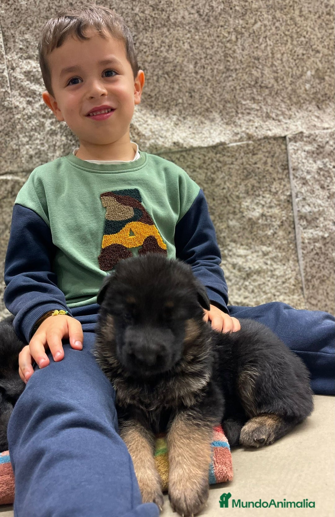 Pastor Alemán perros en venta: Súper cachorro macho pastor alemán  - Anuncio 5