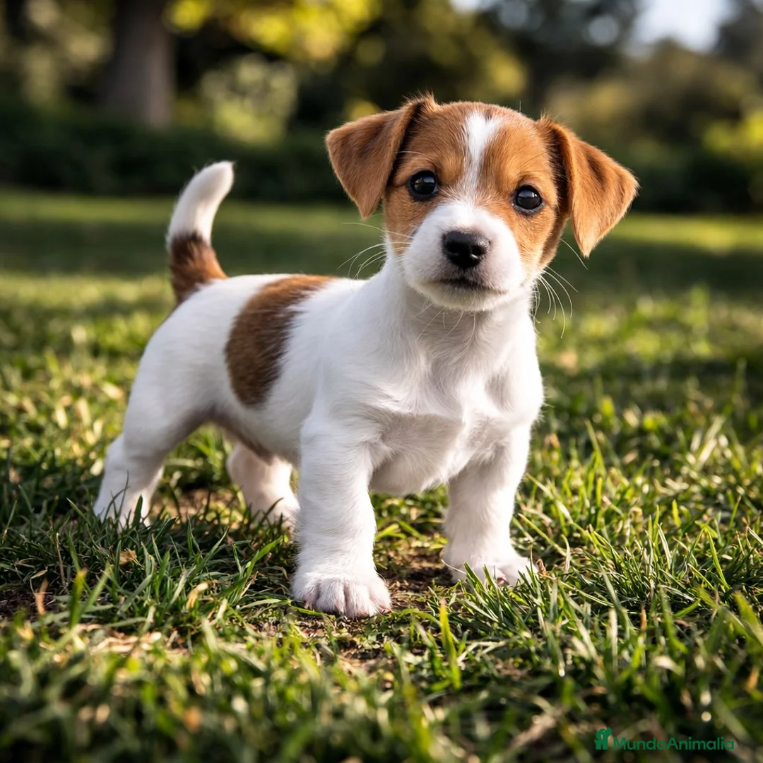 Jack Russell Terrier perros en venta: JACK RUSSEL - Anuncio 1