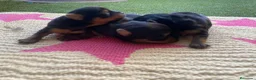 Yorkshire Terrier perros en venta: Yorkshire terrier Prao Toro  en Madrid - Anuncio 6