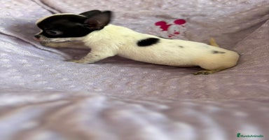 Chihuahua perros - Anuncio 9