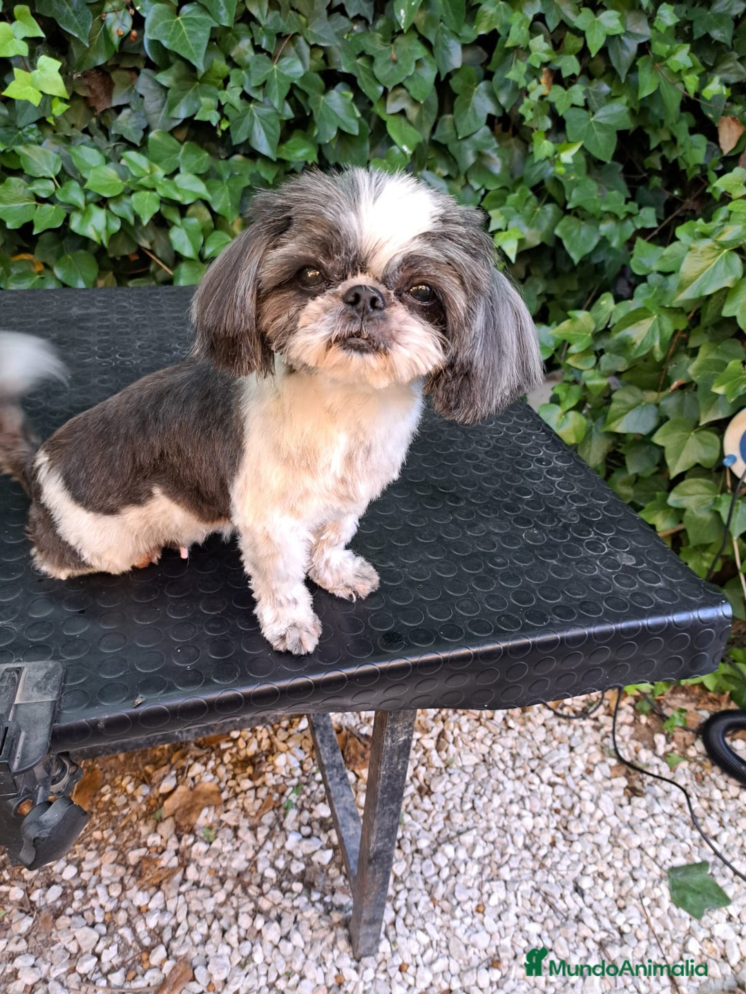 Raza Mixta perros en venta: Mal Shi - Anuncio 5