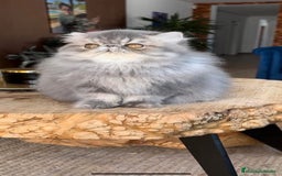 Persa gatos en venta: Macho persa Azul Tabby - Imagen 3