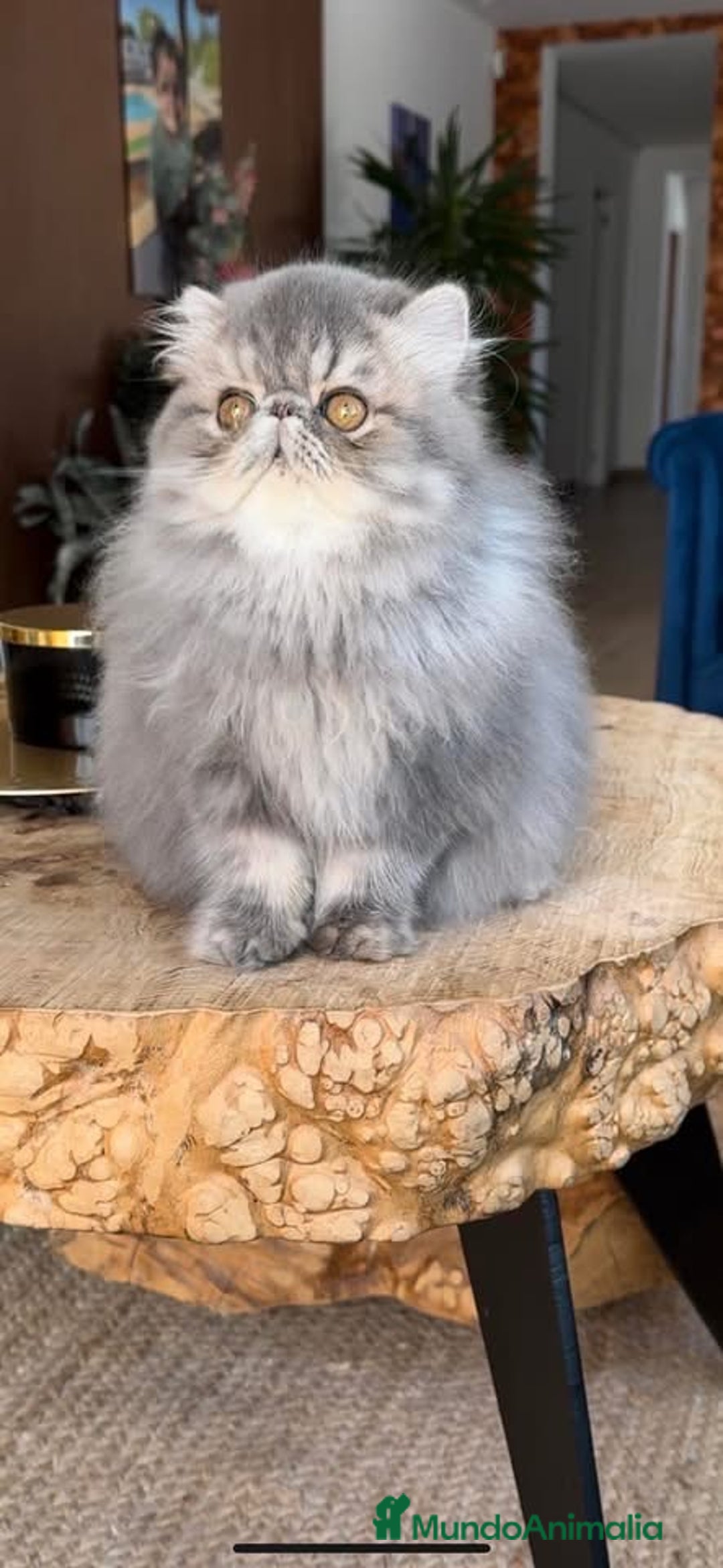 Persa gatos en venta: Macho persa Azul Tabby - Imagen 3