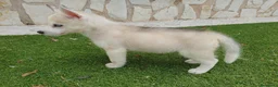 Husky Siberiano perros en venta: Husky Jet Black y Agouti EXÓTICOS - Anuncio 11