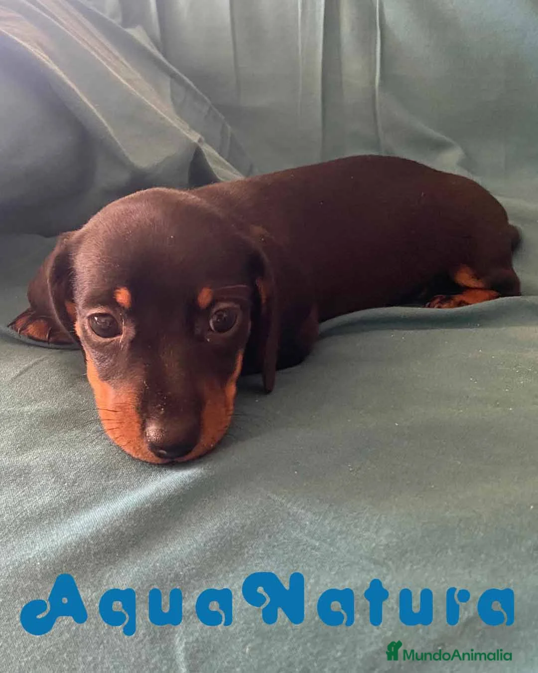 Teckel perros en venta: Teckel Macho de Tita Junior 5836 AQUANATURA en Barcelona - Anuncio 3