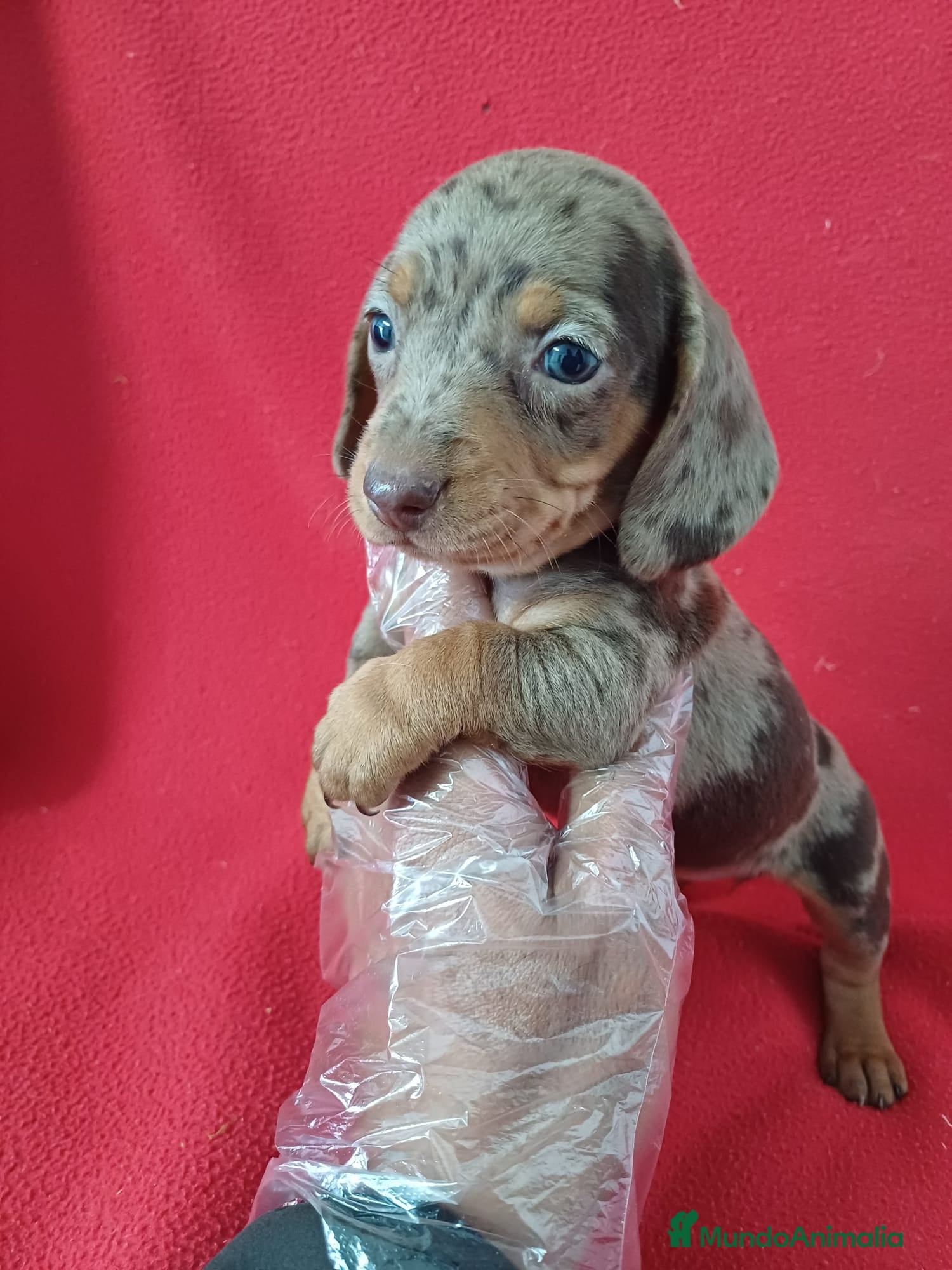 Teckel Miniatura perros Teckel Miniatura Arlequin  - Anuncio 7