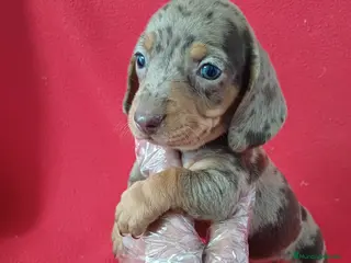 Teckel Miniatura perros Teckel Miniatura Arlequin - Anuncio 7