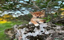 Shiba Inu perros en venta: Shiba Inu hembra disponible  - Imagen 6