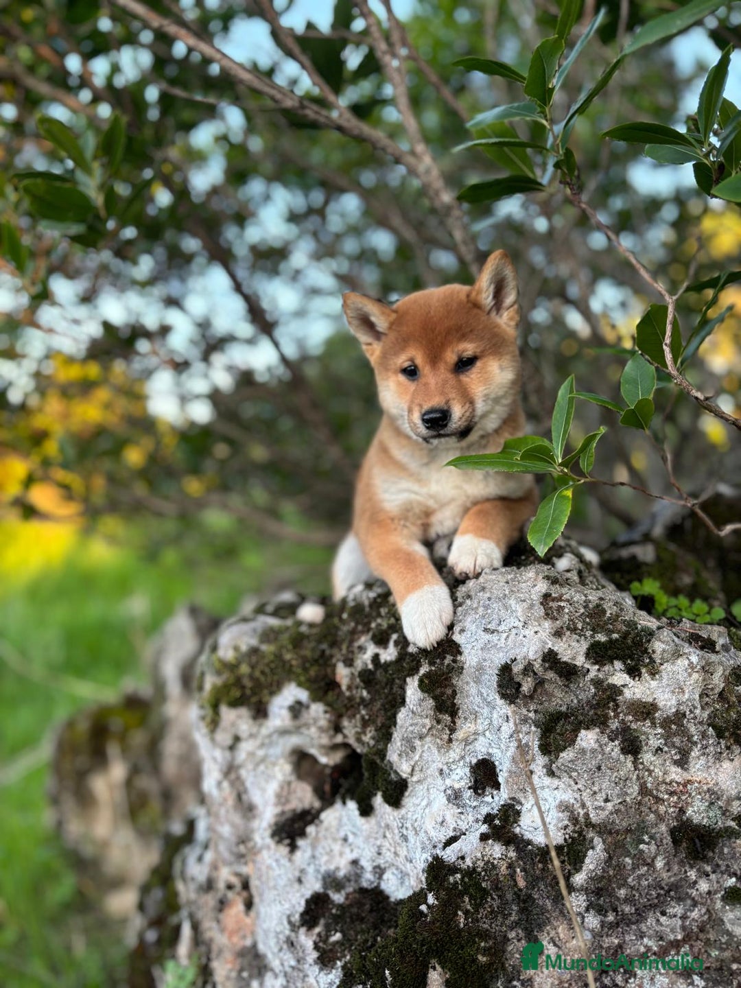 Shiba Inu perros en venta: Shiba Inu hembra disponible  - Imagen 6