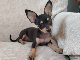 Ratón de Praga perros Ratón de Praga Merle Macho - Anuncio 3