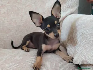 Ratón de Praga perros Ratón de Praga Merle Macho - Anuncio 5