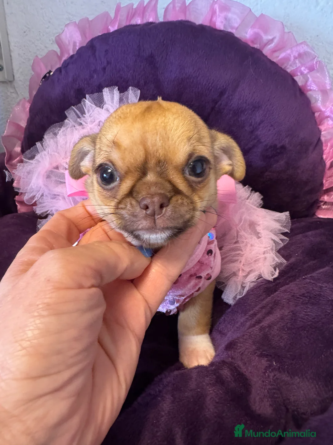 Chihuahua perros en venta: Chihuahuas cabeza manzana  - Anuncio 2