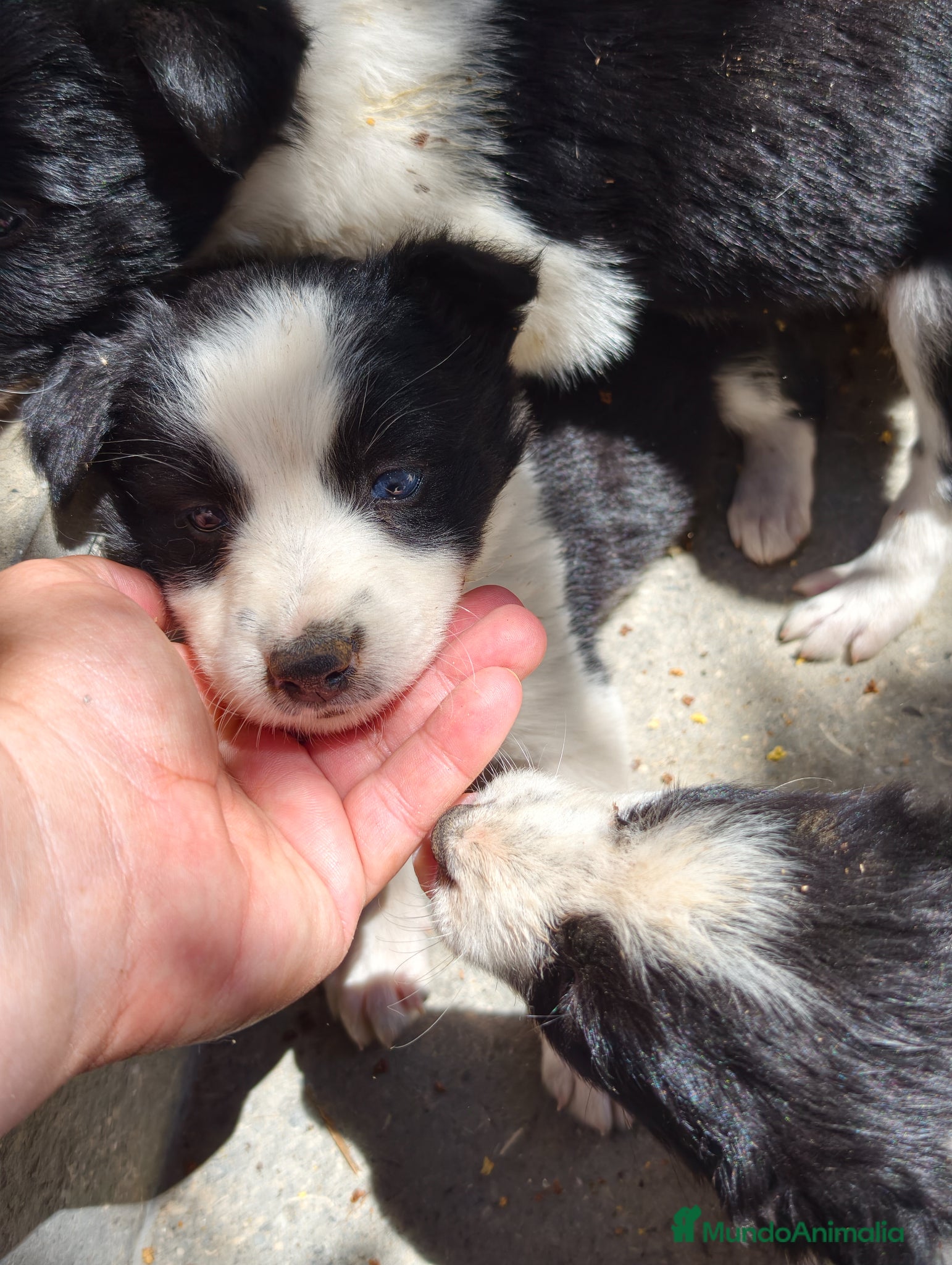 Border Collie perros Border Collie bicolor  - Anuncio 1