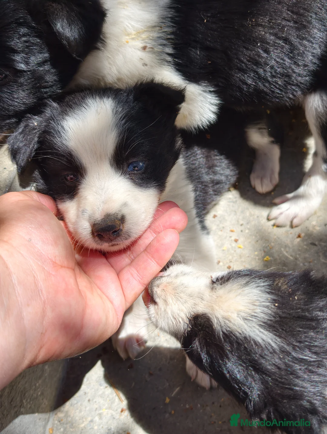Border Collie perros en venta: Border Collie bicolor  - Anuncio 1