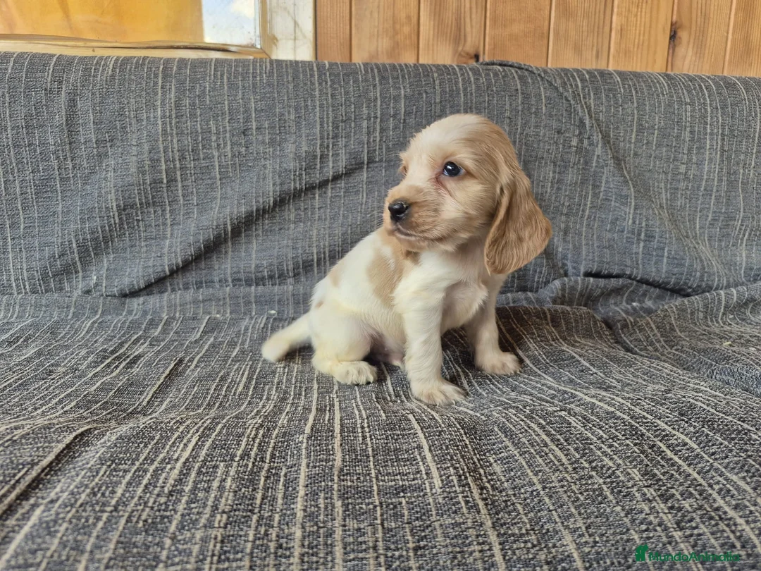 Cocker Spaniel Inglés perros en venta: Cocker Inglés Ruano Azul y Blanco y Naranja  - Anuncio 2