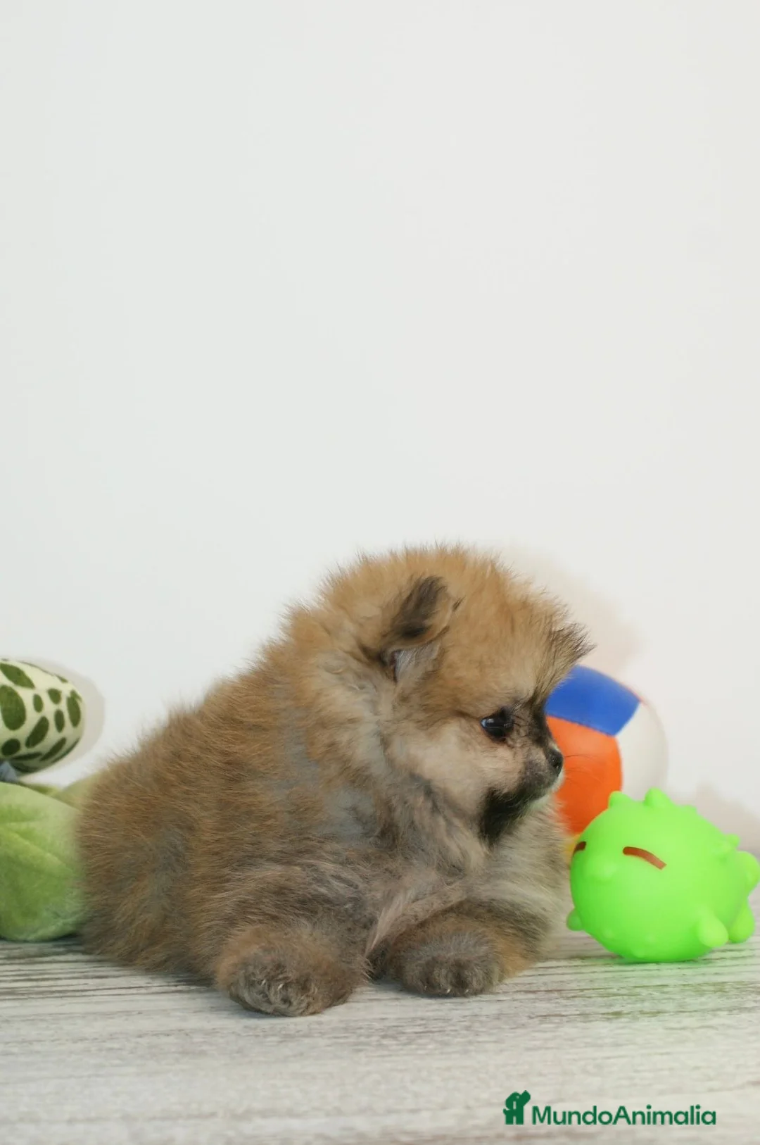 Pomerania perros en venta: CACHORROS DE POMERANIA - Anuncio 2