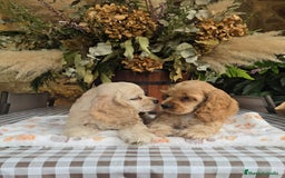 Cocker Spaniel Americano perros en venta: Cocker americano  - Imagen 5