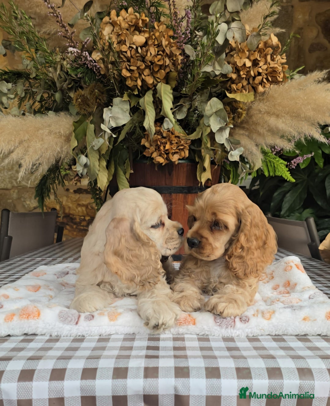 Cocker Spaniel Americano perros en venta: Cocker americano  - Imagen 5