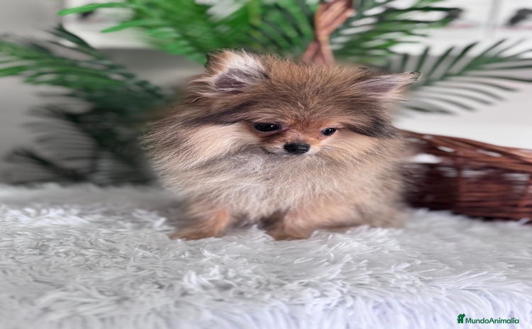 Pomerania perros - Anuncio 2