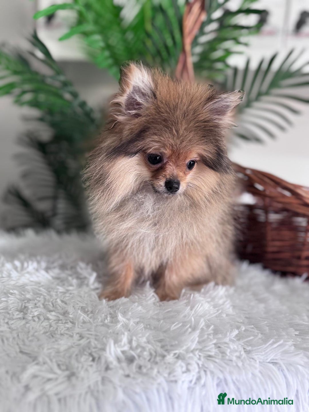 Pomerania perros en venta: POMERANIA HEMBRA MUY PEQUEÑITA - Imagen 1