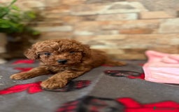 Caniche Toy perros en venta: EJEMPLARES DE CANICHE TOY  - Imagen 4