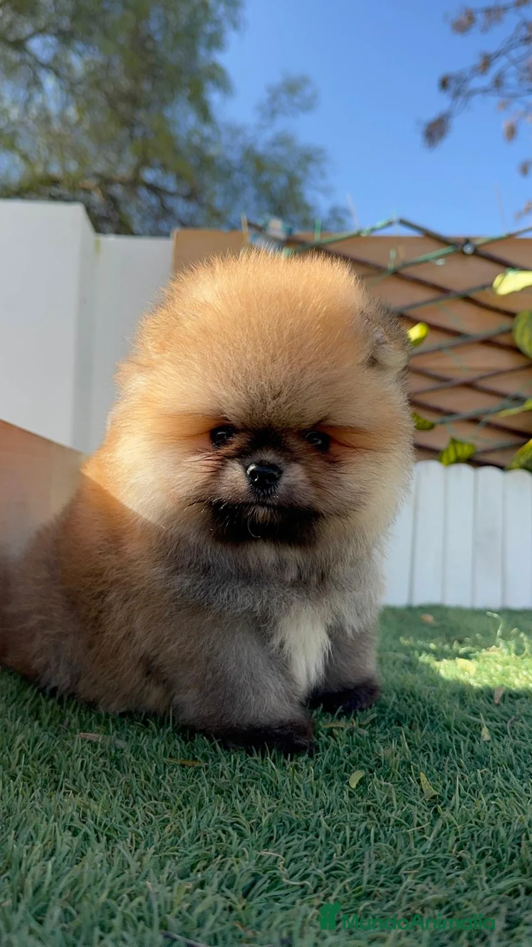 Pomerania perros en venta: POMERANIA MACHO - Anuncio 10