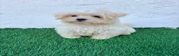 Bichón Maltés perros en venta: Bichon Maltes coreana - Anuncio 9