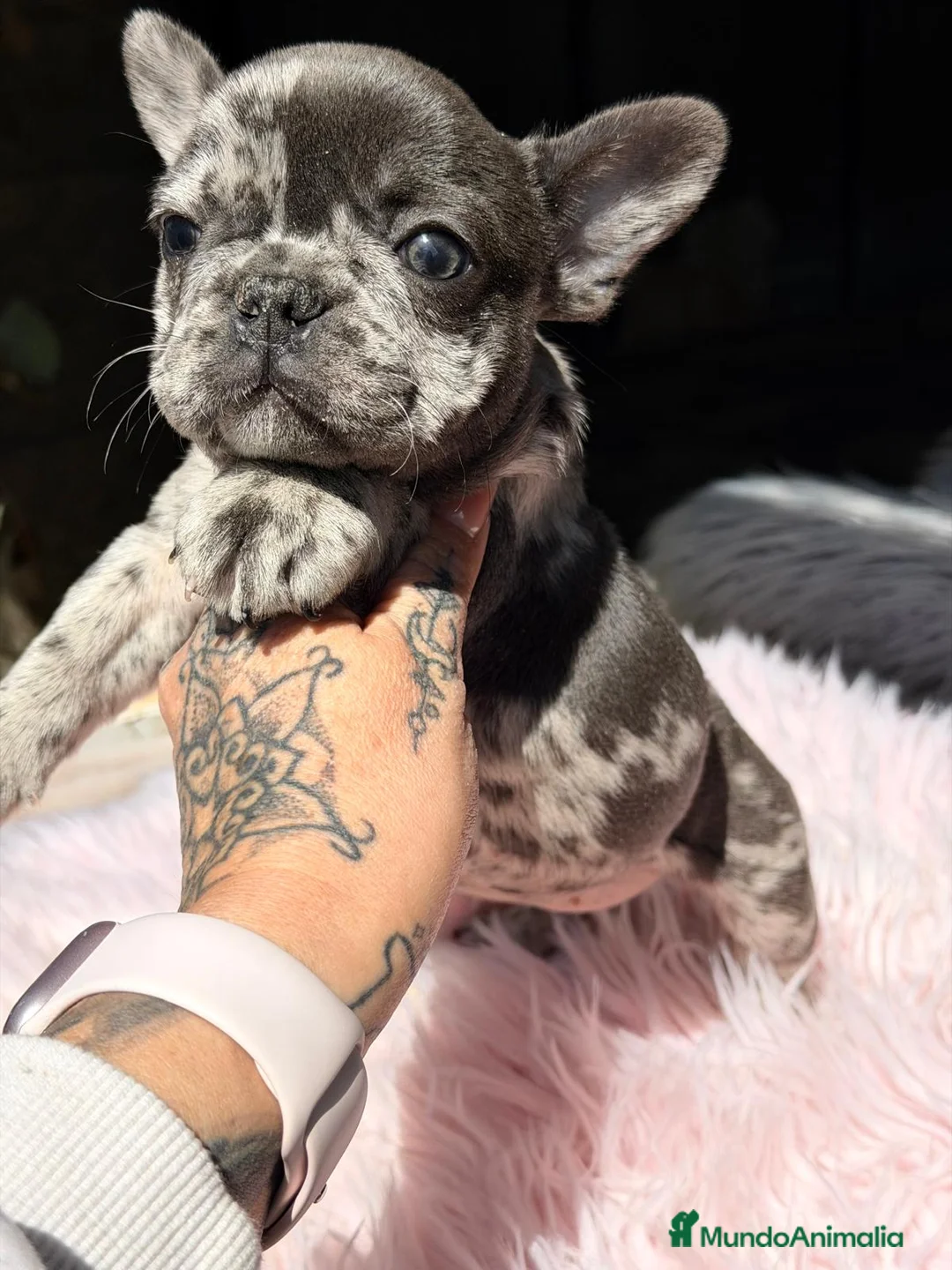 Bulldog Francés perros en venta: BULLDOF FRANCÉS HEMBRA MERLE - Anuncio 1