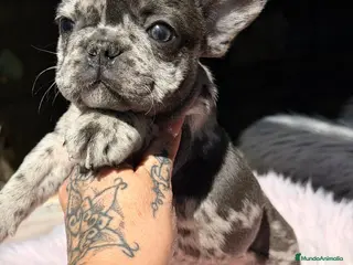 Bulldog Francés perros BULLDOF FRANCÉS HEMBRA MERLE - Anuncio 1