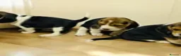 Beagle perros en venta: Puppies beagle !! - Anuncio 2