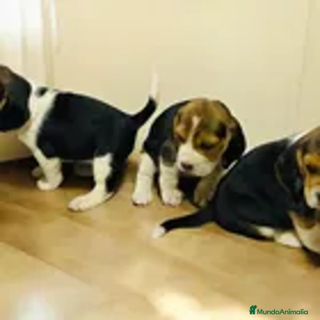 Beagle perros en venta: Puppies beagle !! - Anuncio 2