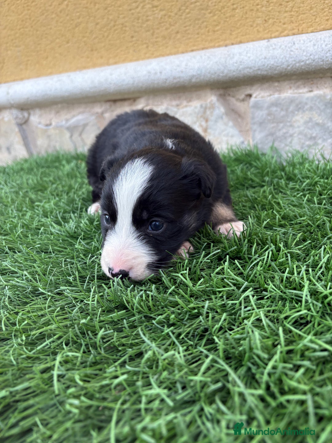 Border Collie perros en venta: Border Collie hembra negra blanca  - Anuncio 16