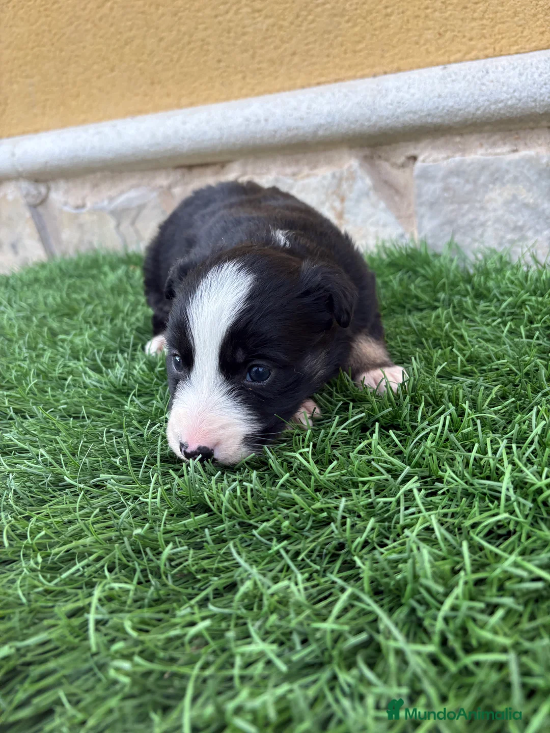Border Collie perros en venta: Border Collie hembra negra blanca  - Anuncio 16