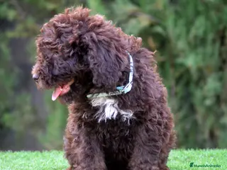 Perro de Agua Español perros CAMADA PERRO DE AGUA - Anuncio 5