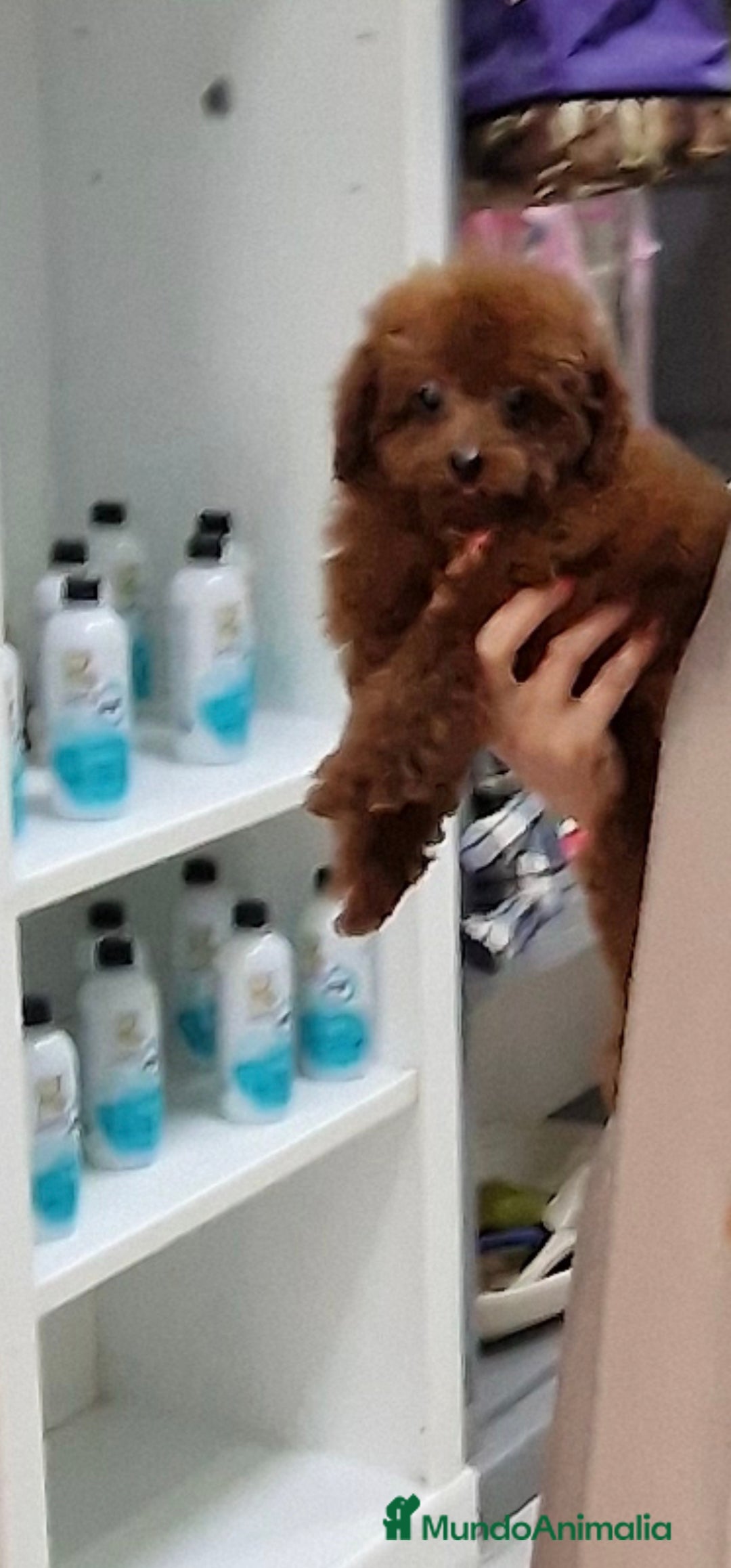 Caniche Toy perros en venta: MACHO CANICHE TOY ASIATICO 100% - Imagen 4