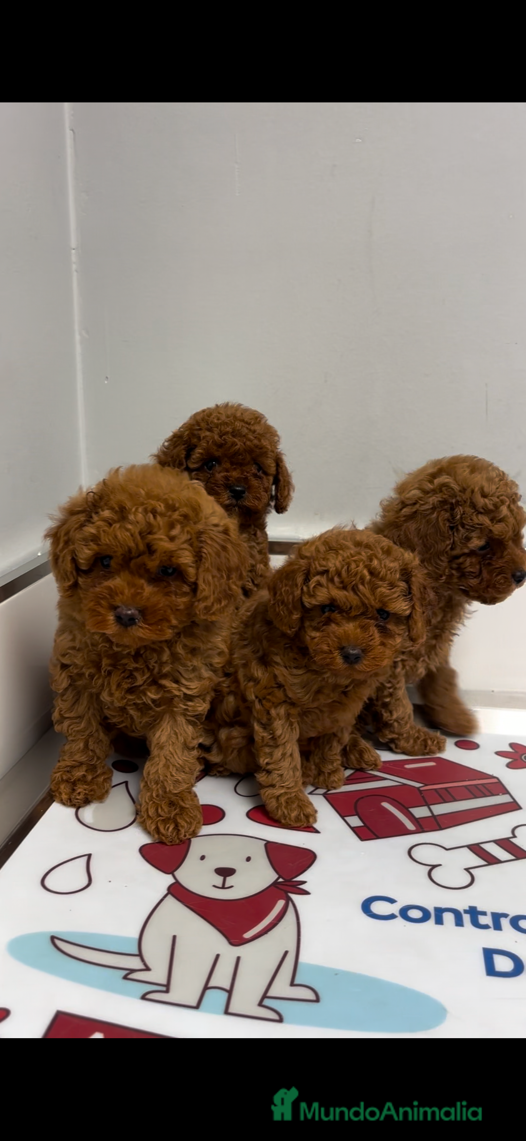 Caniche Toy perros en venta: caniche toy rojos - Anuncio 1