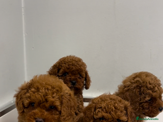 Caniche Toy perros caniche toy rojos - Anuncio 1