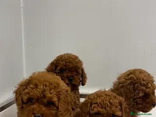 Caniche Toy perros caniche toy rojos - Anuncio 17