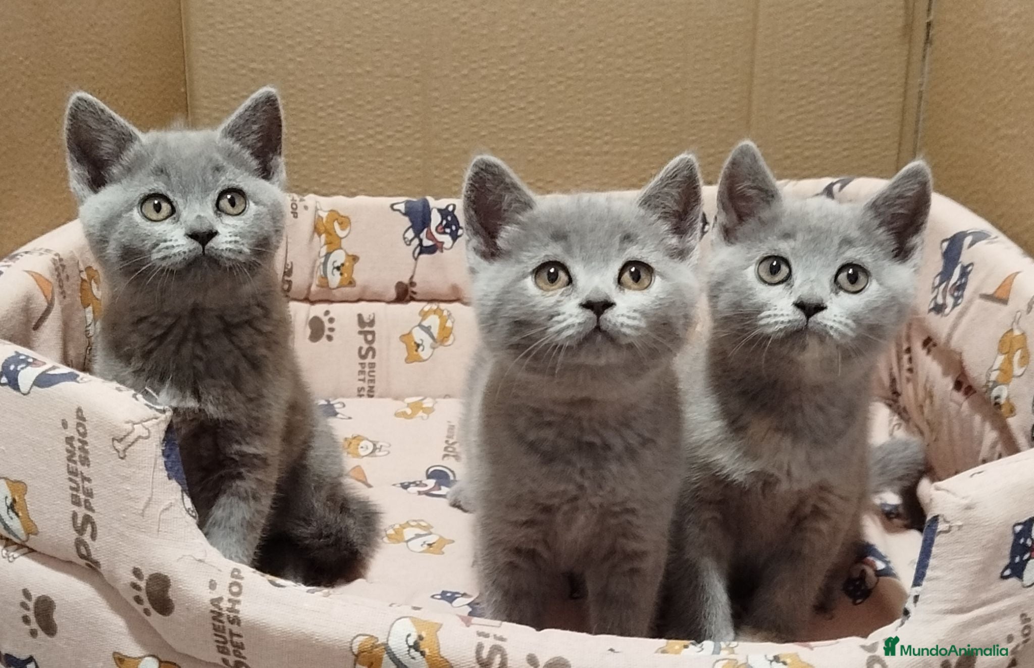 Británico de Pelo Corto Azul gatos British Shorthair  - Anuncio 2