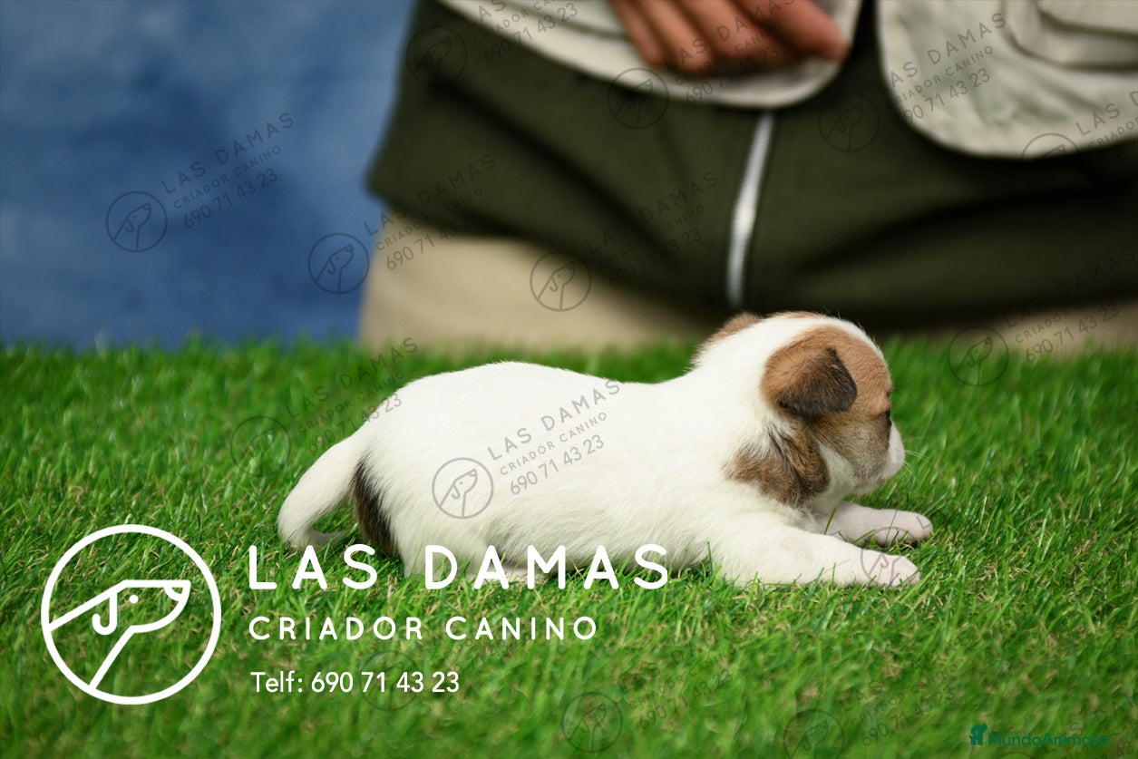 Chihuahua perros en venta: Chihuahuas disponibles - Anuncio 4