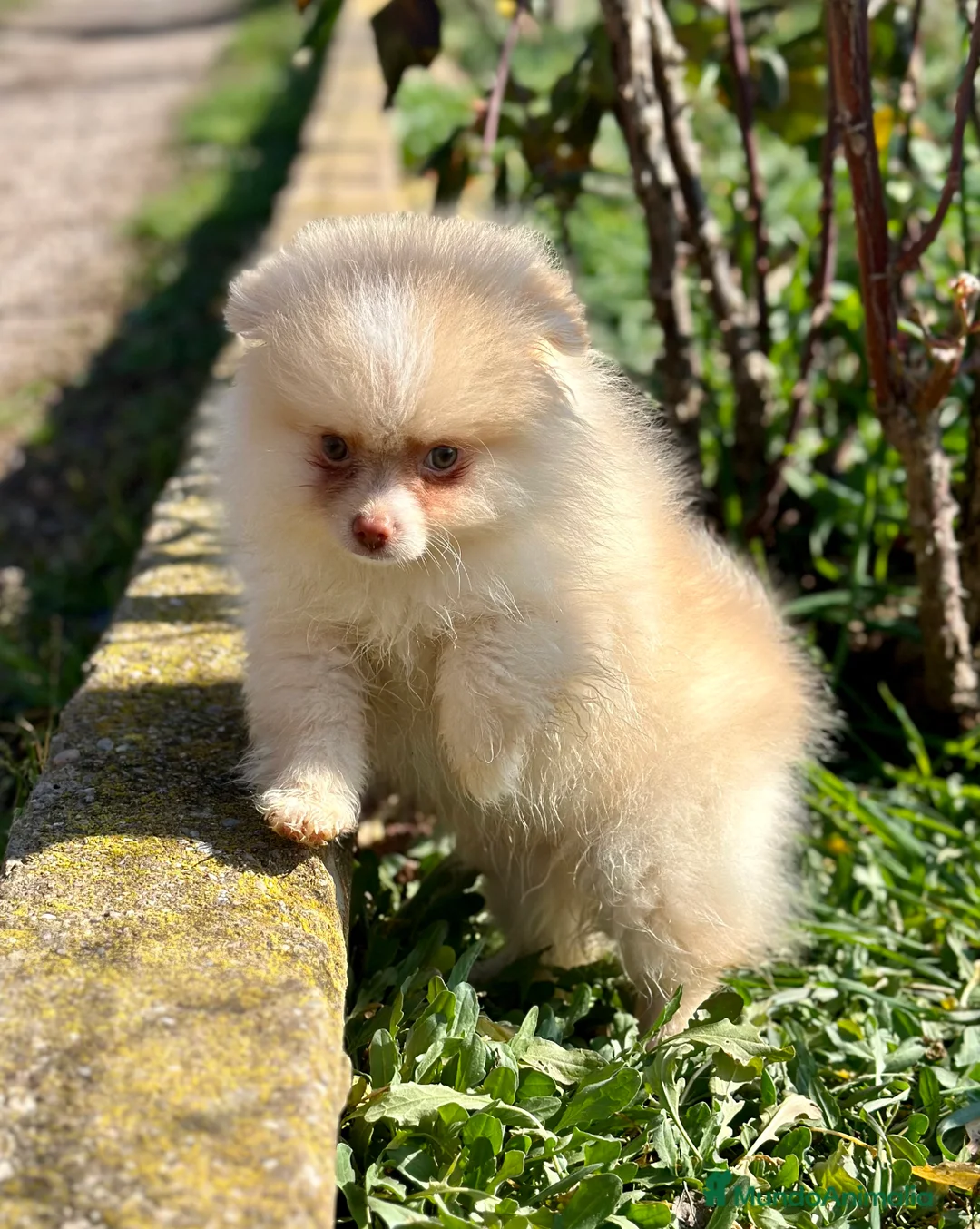 Pomerania perros en venta: POMERANIA HEMBRA CREMA OJOS VERDES en Barcelona - Anuncio 5