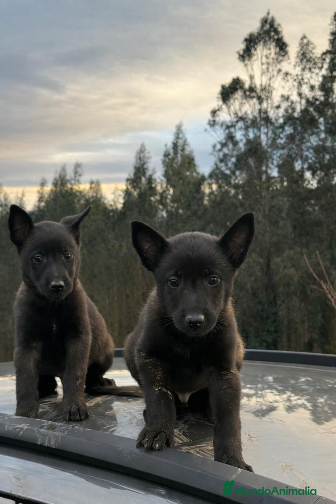 Pastor Belga Malinois perros en venta: Excelente camada de pastor belga malinois - Anuncio 1