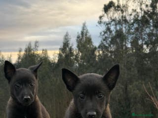 Pastor Belga Malinois perros Excelente camada de pastor belga malinois - Anuncio 1