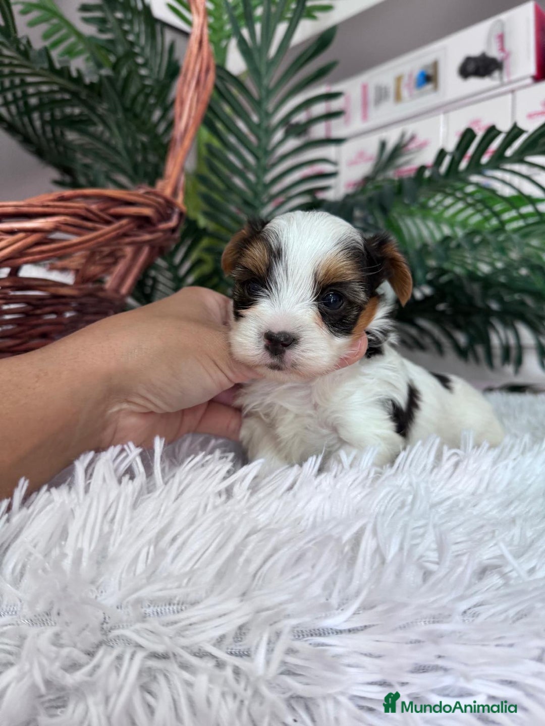 Yorkshire Terrier perros en venta: YORKSHIRE BIEWER - Anuncio 21