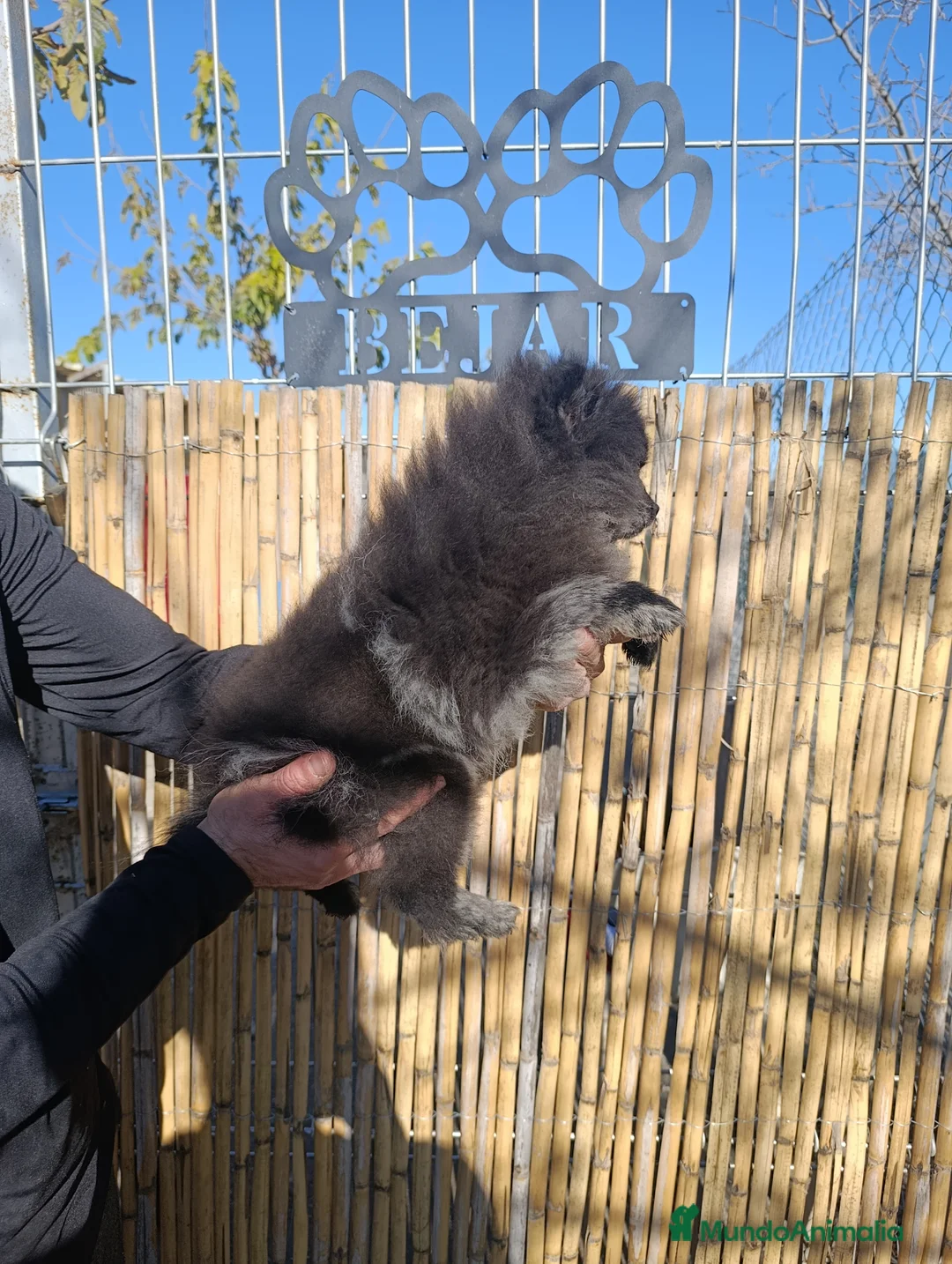 Pomerania perros en venta: Pomerania merle MACHO - Anuncio 1