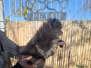 Pomerania perros Pomerania merle MACHO - Anuncio 2