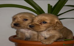 Cocker Spaniel Inglés perros en venta: Cocker Spaniel ingles  - Anuncio 3