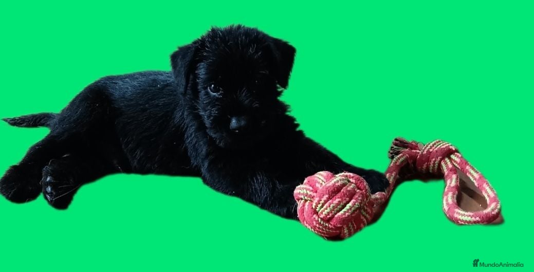 Schnauzer Gigante perros SchnauzerGiganteNegro - Anuncio 1