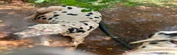 Dálmata perros en venta: Dalmata para octubre  en Huelva - Anuncio 2
