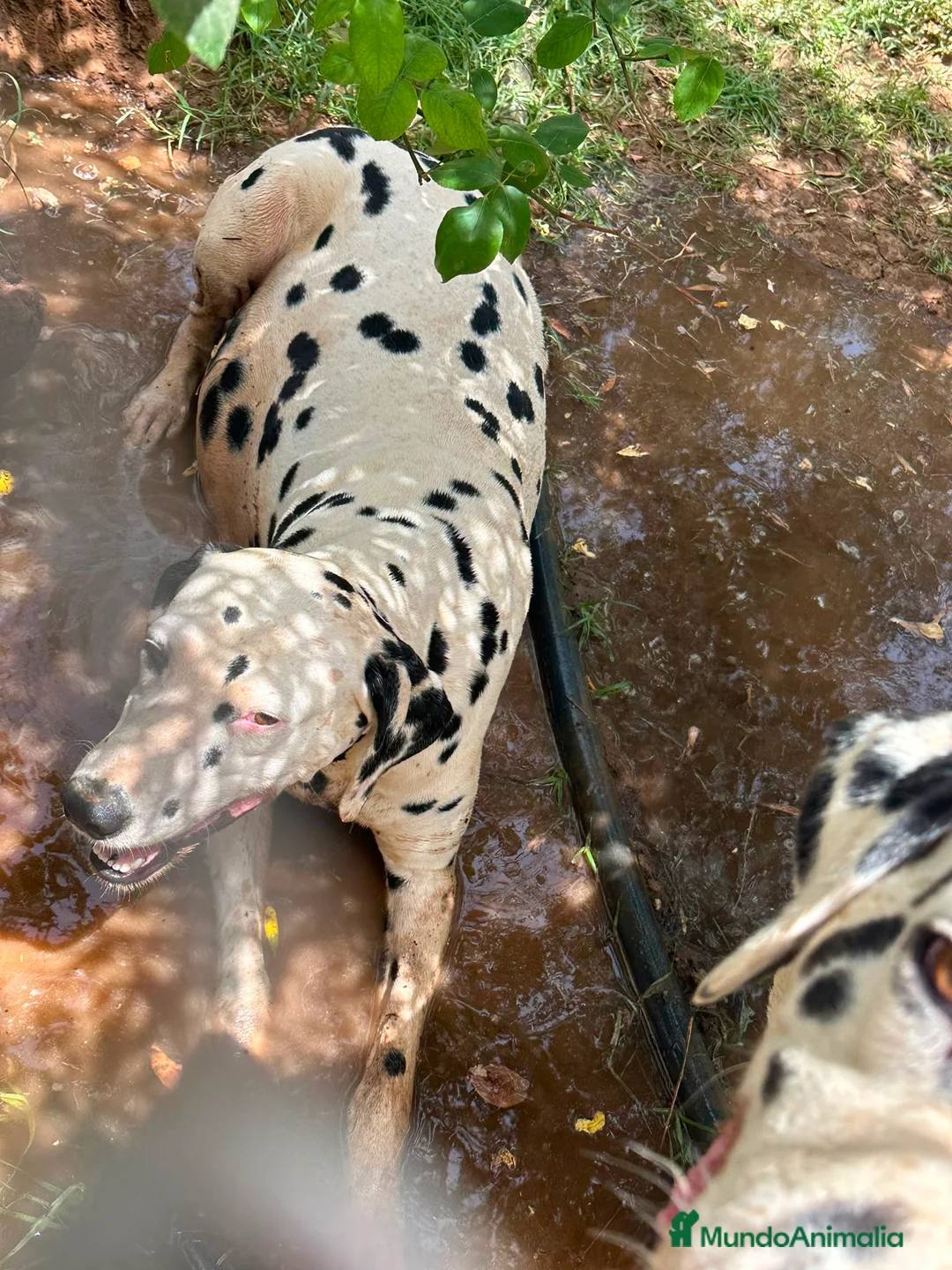 Dálmata perros en venta: Dalmata para octubre  en Huelva - Anuncio 2